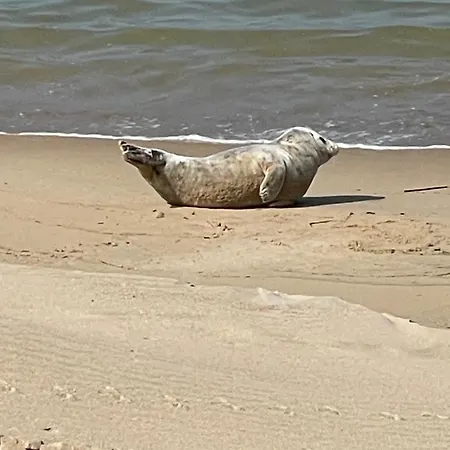 Sea,sun And Fun * 奥斯滕德